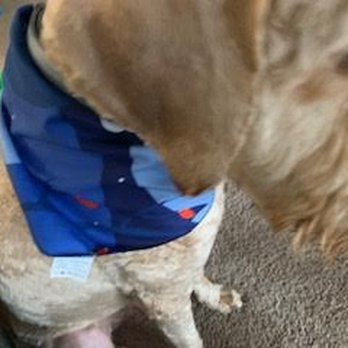 Petco - Pet Training Near Me - Harker Heights, Texas Petco - Pet Training Near Me - Harker Heights, Texas