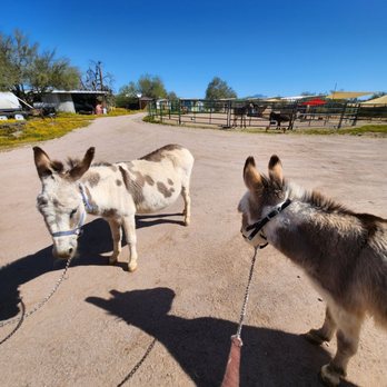 My Sweet Ass Beverage Burros - Party Equipment Rentals Near Me