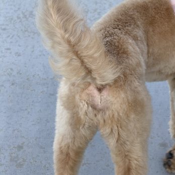 Groomer Has It - Dogs butt - Pet Groomers Near Me - Las Vegas, Nevada Groomer Has It - Dogs butt - Pet Groomers Near Me - Las Vegas, Nevada