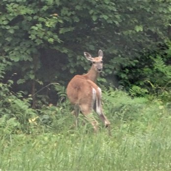 Bond Falls - skinny momma deer and baby ran into forest - Hiking Near Me - Watersmeet, Michigan