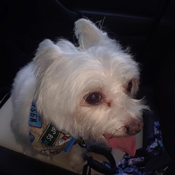 Paws At Main - Pet Groomers Near Me - Corona, California Paws At Main - Pet Groomers Near Me - Corona, California