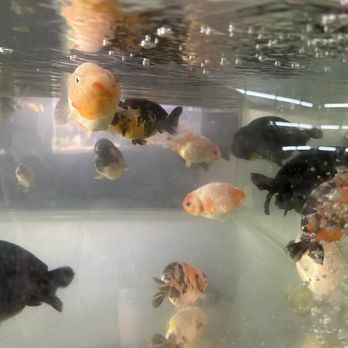 SF Aquatic - Aquariums Near Me - Walnut Creek, California
