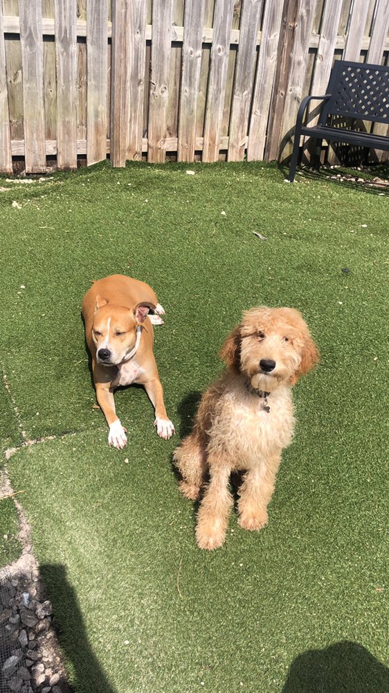 ONE PAW FORWARD Updated May 2024 39 Photos & 45 Reviews Miami