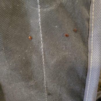 Empire Extermination - Bedbugs - Pest Control Near Me Empire Extermination - Bedbugs - Pest Control Near Me