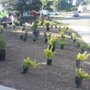 Photo of Blooms by Blanks Landscaping