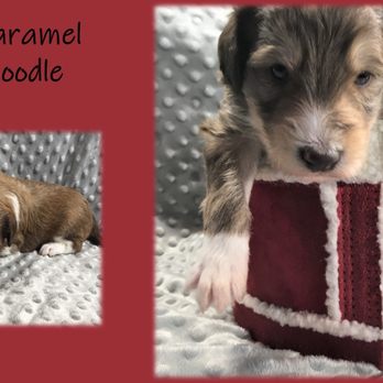 BFF Dog Training - Pet Training Near Me - Dodgeville, Wisconsin