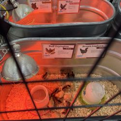 Tractor Supply - Birds