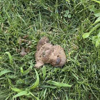 Horizon House - Dog waste left in front of residential buildings. - Apartments Near Me - Fort Lee, New Jersey Horizon House - Dog waste left in front of residential buildings. - Apartments Near Me - Fort Lee, New Jersey