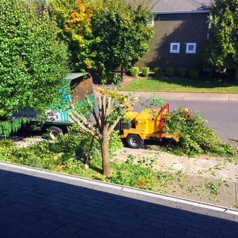 Murphy Tree Service - Tree Services Near Me Murphy Tree Service - Tree Services Near Me