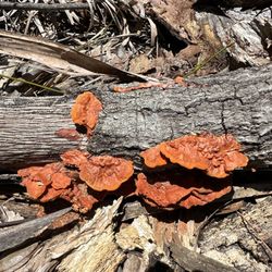 Lakeside Sand Pine Preserve