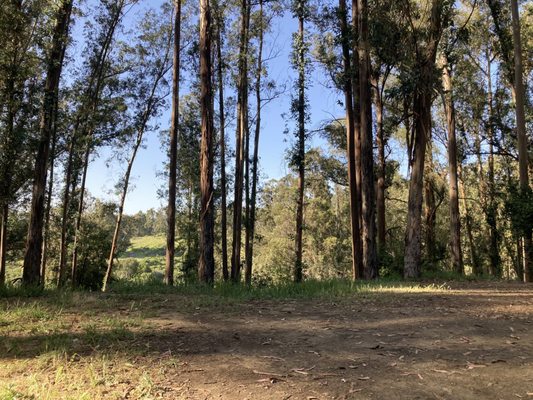 Anthony Chabot Regional Park by null