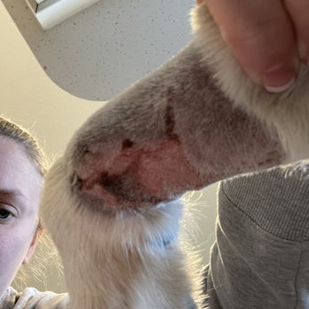 Bellevue Pet Adventures - Once medication took effect - Pet Groomers Near Me - Bellevue, Nebraska