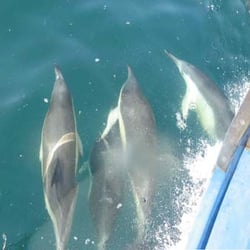 école de plongée de Plougasnou - Dauphins dans l'étrave de la Bretonne