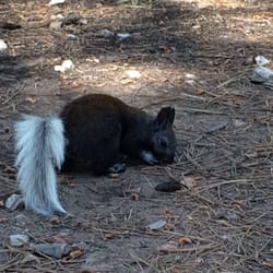North Rim Campground - Kiabab Squirrel