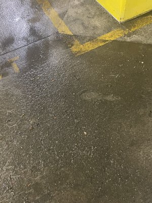 The Drain Brain Logo