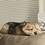 Photo of Shag 2 Chic Pet Salon and Spa