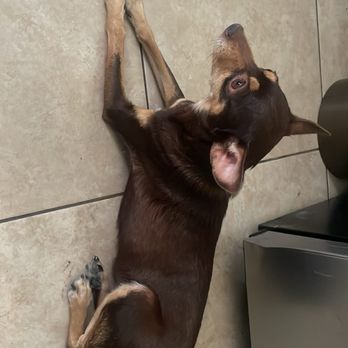 Allie & Paws - happy doggy - Pet Groomers Near Me - Downey, California