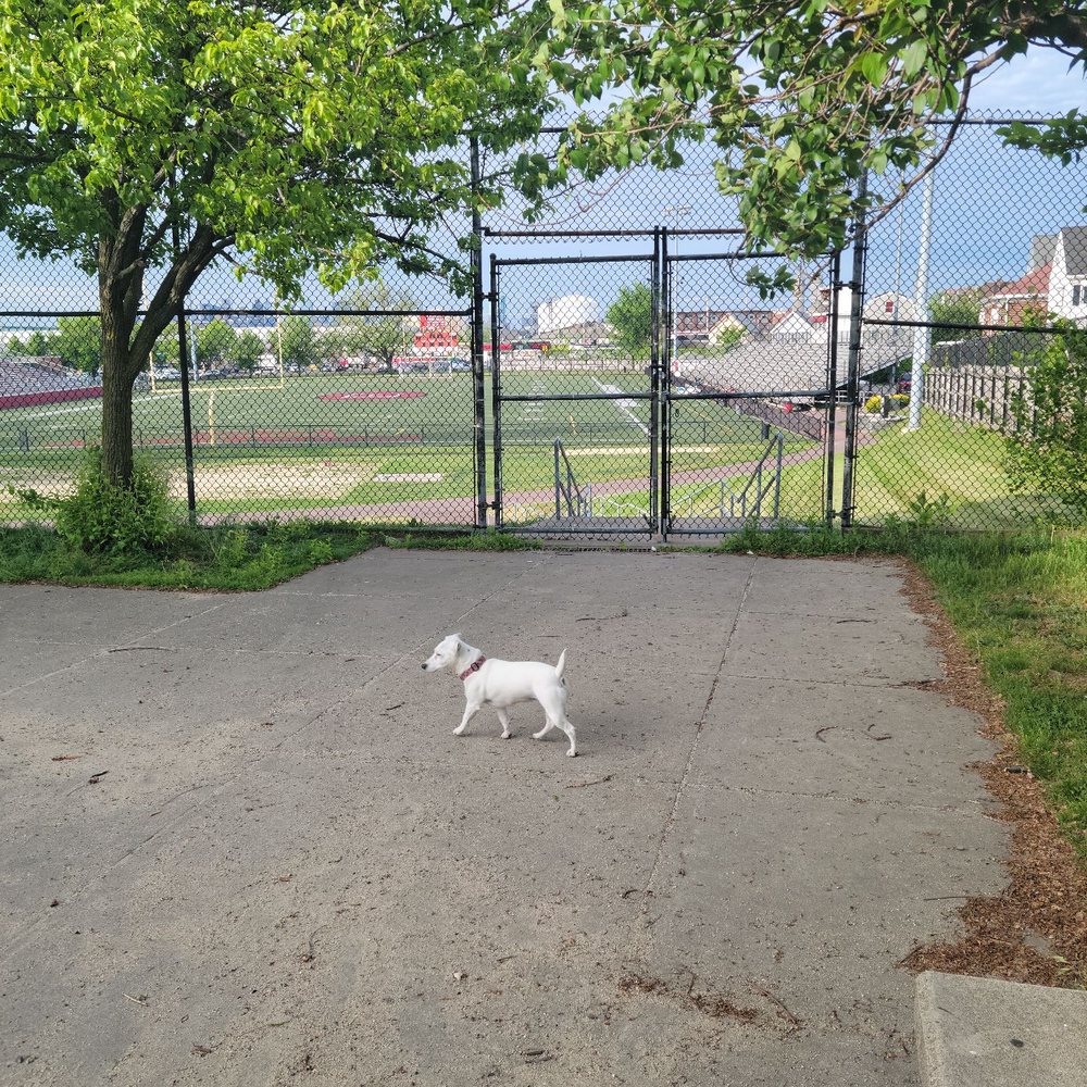 The Pup Park on Chelsea - A great view of the stadium... - Pet Services Near Me - Everett, Massachusetts The Pup Park on Chelsea - A great view of the stadium... - Pet Services Near Me - Everett, Massachusetts