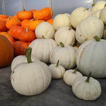 Robertson Valley Farm - a large pile of pumpkins - Farms Near Me - Vanscoy, Saskatchewan Robertson Valley Farm - a large pile of pumpkins - Farms Near Me - Vanscoy, Saskatchewan