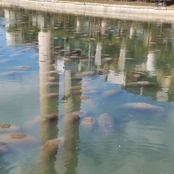 Manatee Viewing Center - Zoos Near Me - Apollo Beach, Florida Manatee Viewing Center - Zoos Near Me - Apollo Beach, Florida