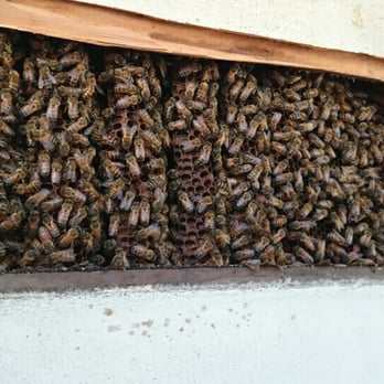 Beecasso Bee Removal - My own little colony. Who knew? - Pest Control Near Me - Redondo Beach, California Beecasso Bee Removal - My own little colony. Who knew? - Pest Control Near Me - Redondo Beach, California