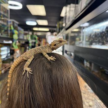Reptiles N More - Painted Agama native to Egypt. Very friendly! - Reptile Shops Near Me - Orange, California Reptiles N More - Painted Agama native to Egypt. Very friendly! - Reptile Shops Near Me - Orange, California