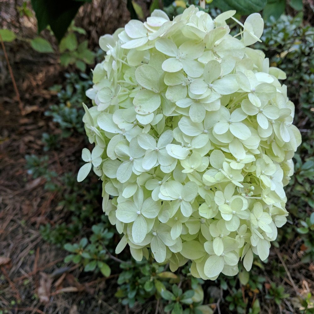 Columbus Botanical Garden - Botanical Gardens Near Me - Columbus, Georgia
