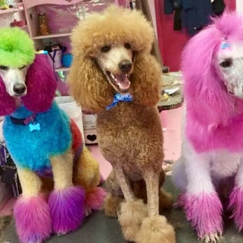 Doggie Stylin' - Pet Groomers Near Me - Virginia Beach, Virginia Doggie Stylin' - Pet Groomers Near Me - Virginia Beach, Virginia