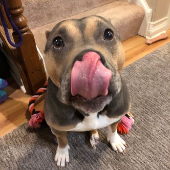 Sit Means Sit - Schaumburg - We love food. and toys. - Pet Training Near Me Sit Means Sit - Schaumburg - We love food. and toys. - Pet Training Near Me