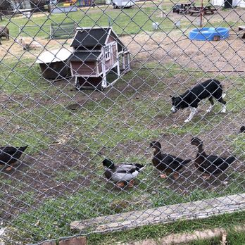 Forest Home Farms - Amazing Border Collie herding ducks - Museums Near Me - San Ramon, California Forest Home Farms - Amazing Border Collie herding ducks - Museums Near Me - San Ramon, California