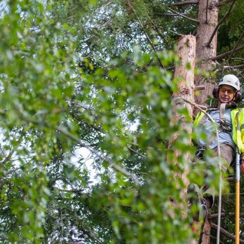 Tree Wise - Tree Services Near Me - Danville, California