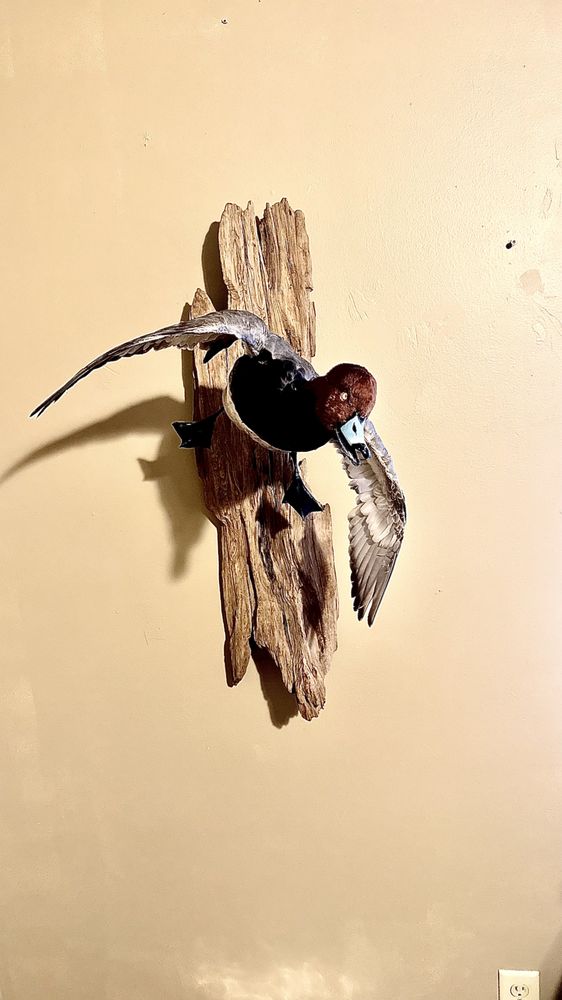 Cedar Mountain Taxidermy - taxidermy in Douglasville, GA