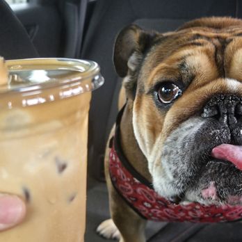 Yeems Coffee - Even Yogi Golden Child says yum! - Coffee & Tea Near Me - Gardena, California Yeems Coffee - Even Yogi Golden Child says yum! - Coffee & Tea Near Me - Gardena, California