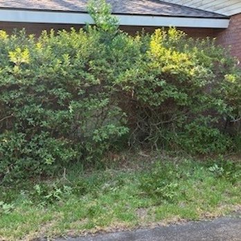 Cornerstone Turf Management - Overgrown Azaleas - Lawn Services Near Me