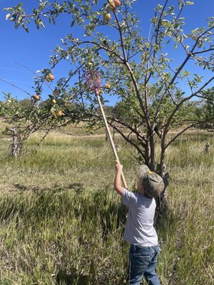 Happy Apple Farm by null