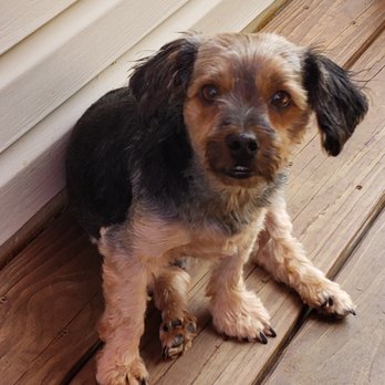 Avid - Ozzy is a Yorkie. Very loveable but shy. Never leaves my side. - Pet Services Near Me - Norco, California Avid - Ozzy is a Yorkie. Very loveable but shy. Never leaves my side. - Pet Services Near Me - Norco, California