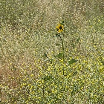 Aliso Canyon Park - Sun flower - Hiking Near Me - Granada Hills, California