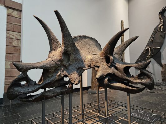 Senckenberg Nature Museum by null