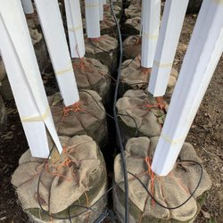 Urban Forest Nursery, Inc - Trees in lead are saturate before they are dug and again before they are shipped to be fully hydrated.