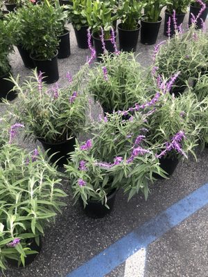 Burbank Farmers Market by null