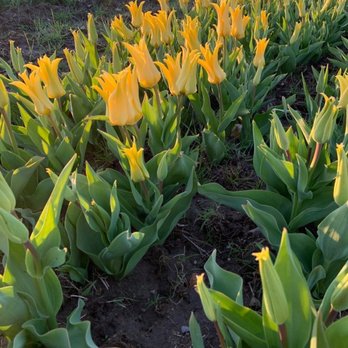 Wicked Tulips Flower Farm - A breed of tulip rarely seen in the Northeast! - Pick Your Own Farms Near Me - Preston, Connecticut Wicked Tulips Flower Farm - A breed of tulip rarely seen in the Northeast! - Pick Your Own Farms Near Me - Preston, Connecticut