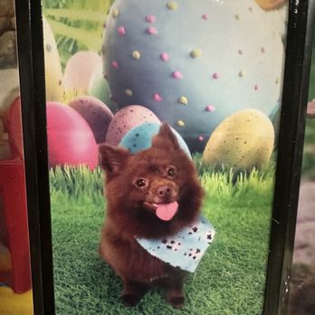 Absolutely Pawfect Pet Styling - Pet Groomers Near Me - Palos Hills, Illinois Absolutely Pawfect Pet Styling - Pet Groomers Near Me - Palos Hills, Illinois