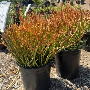 Curby's Nursery - Fire Sticks - Nurseries & Gardening Near Me - Temecula, California