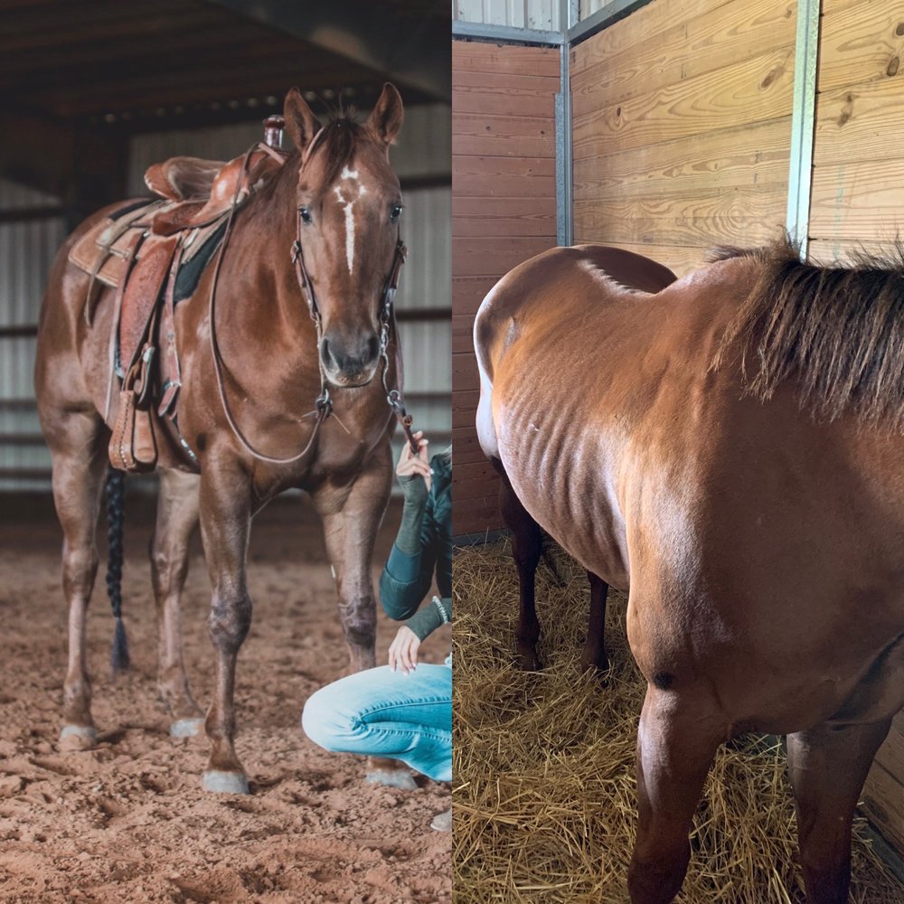 MCKINNEY HORSEPLEX Updated June 2024 85 Photos 6890 Cr 409