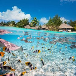 Dream Vacations - The Operach Team