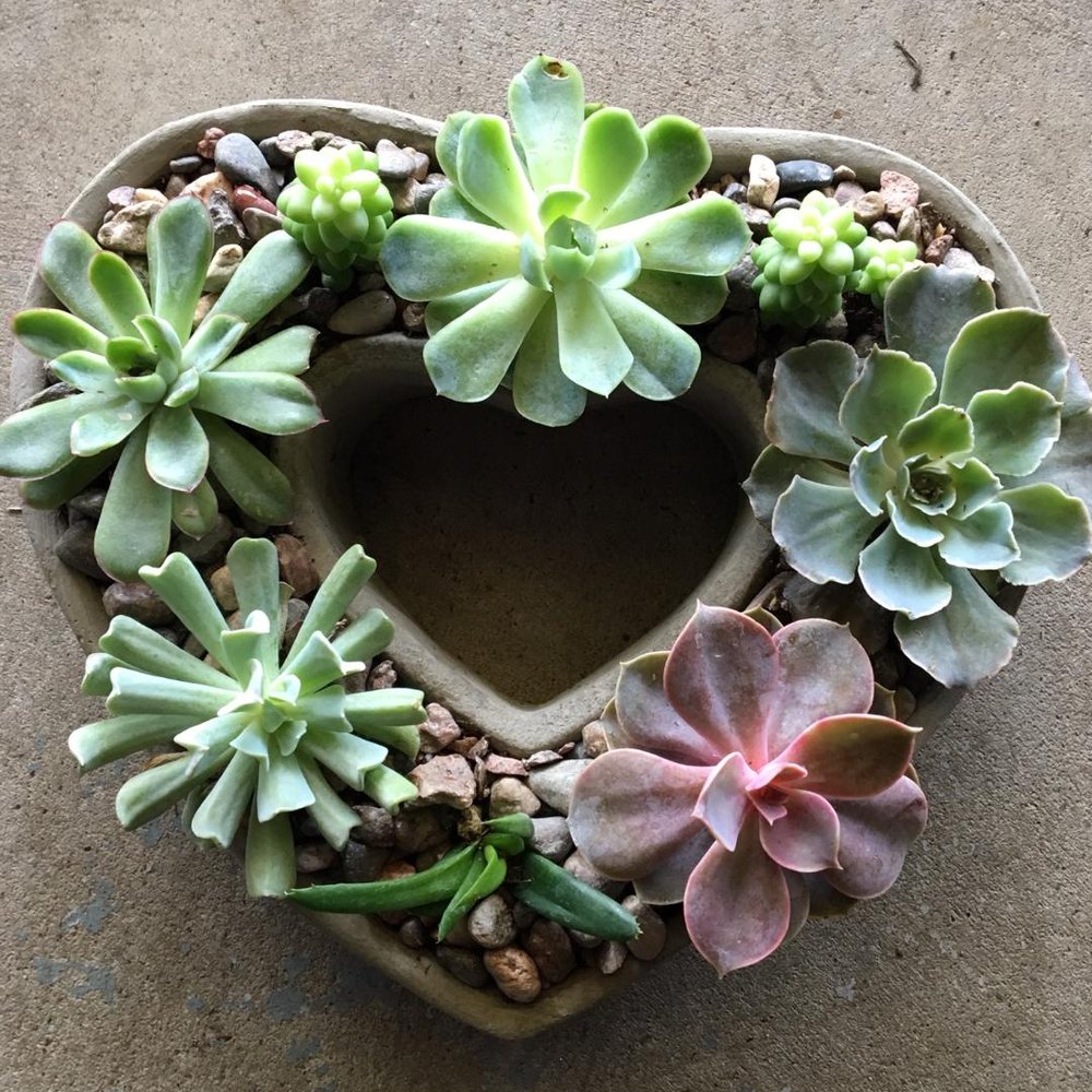 TOP 10 BEST Succulent Nursery in Houston, TX - Updated 2026 - Yelp