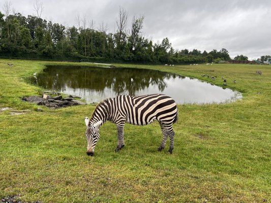African Lion Safari by null