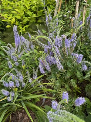 Olbrich Botanical Gardens by null