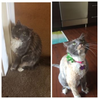 Fire Plug Dog & Cat Grooming - Paisley's before/after. Awesome job!! - Pet Sitting Near Me - Parma Heights, Ohio Fire Plug Dog & Cat Grooming - Paisley's before/after. Awesome job!! - Pet Sitting Near Me - Parma Heights, Ohio