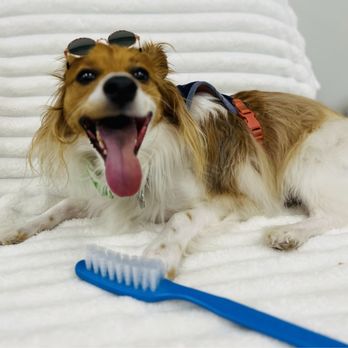 Toko’s Pet Spa - Happy boy after appointment - Pet Groomers Near Me - Honolulu, Hawaii